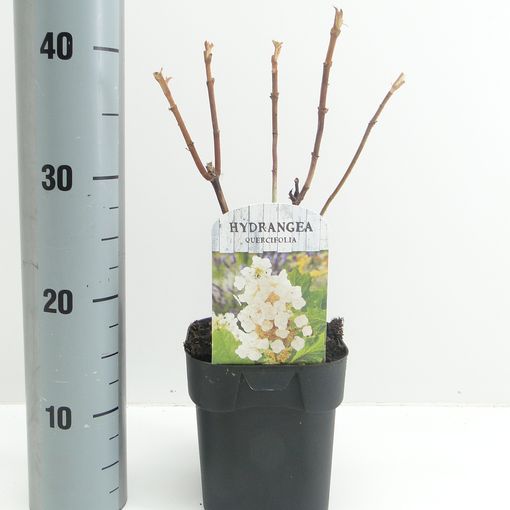 Hydrangea quercifolia (Hooftman boomkwekerij)