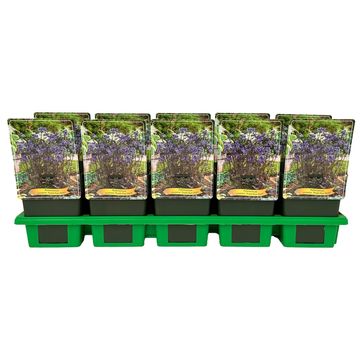 Polemonium yezoense 'Purple Rain Strain'