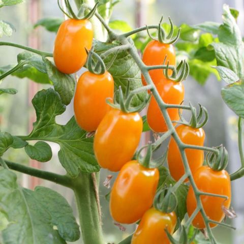 Solanum lycopersicum 'Krebs Mandarina'