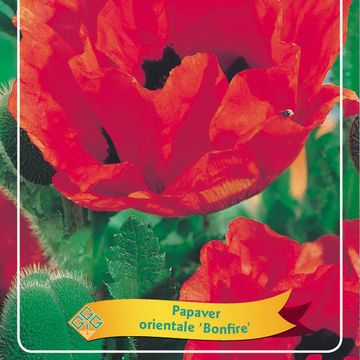 Papaver orientale 'Bonfire'