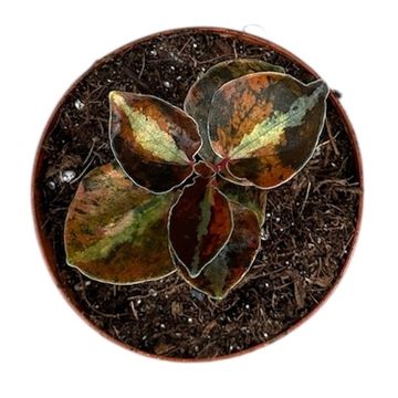 Peperomia 'Crème Brûlée'