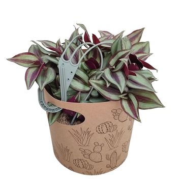 Tradescantia zebrina