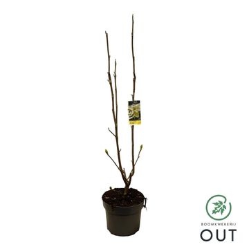 Magnolia denudata YELLOW RIVER