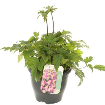 Anemone x hybrida 'Pamina'