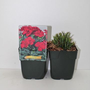 Dianthus caryophyllus 'Peman Red'
