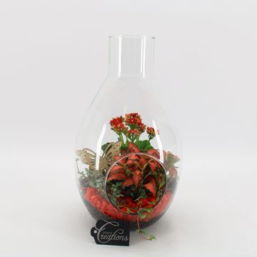 Arreglo  Basic Fundamentals Terrarium