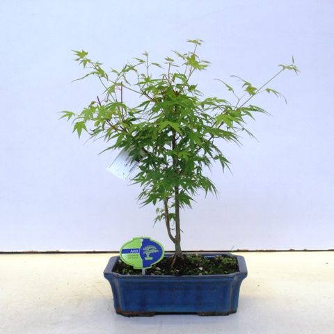 Acer palmatum 'Катсура'