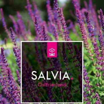 Salvia nemorosa 'Ostfriesland'