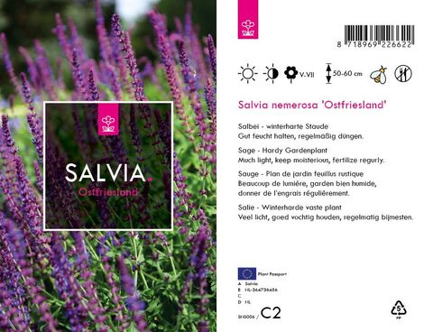 Salvia nemorosa 'Ostfriesland'