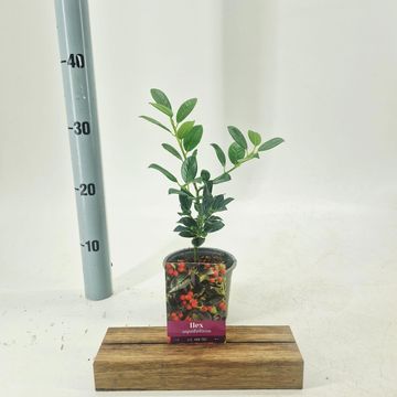Ilex aquifolium 'J.C.  van Tol'