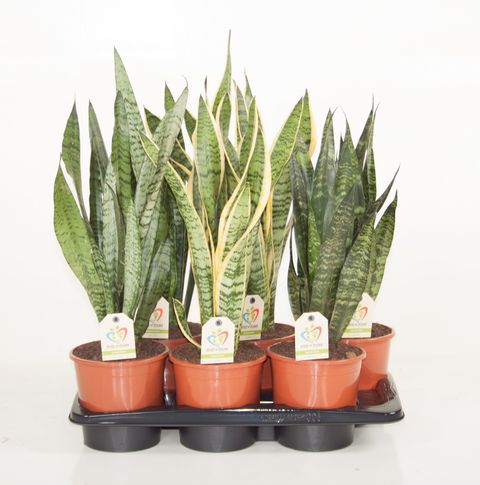 Sansevieria MIX