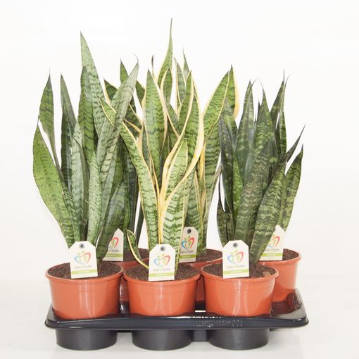 Sansevieria MIX