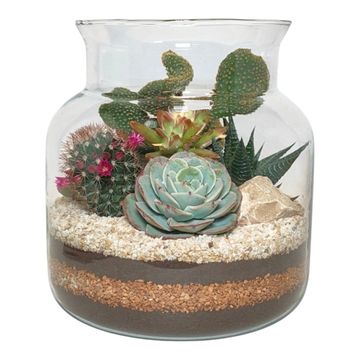 Kомпозиции Cactus / Succulent