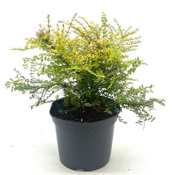 Lonicera nitida 'Baggesen's Gold'