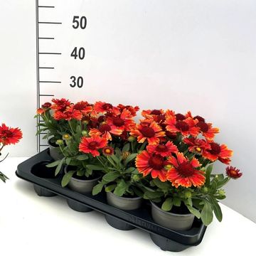 Gaillardia aristata