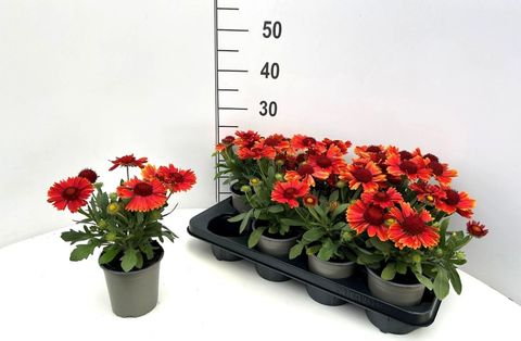 Gaillardia aristata
