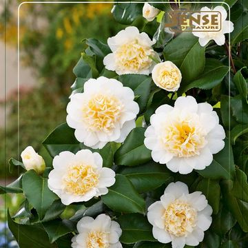 Camellia japonica 'Brushfield's Yellow'