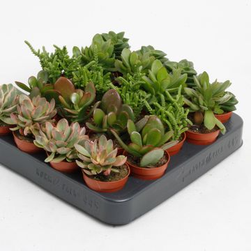 Crassula MIX