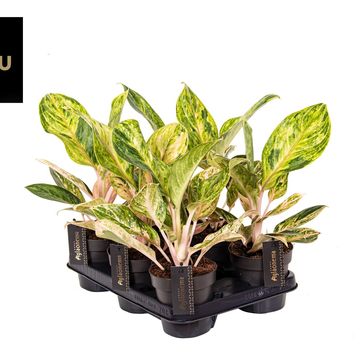 Aglaonema 'Peach Pearl'