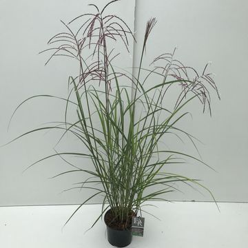 Miscanthus sinensis 'Ferner Osten'