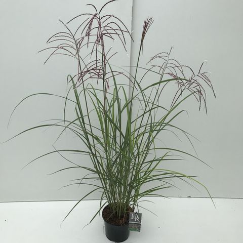 Miscanthus sinensis 'Ferner Osten'