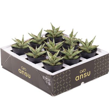 Sansevieria 'Comet Canoe No. 3'