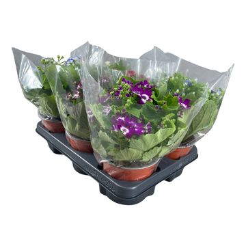 Pericallis CRUENTUS MIX