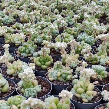 Sedum hintonii