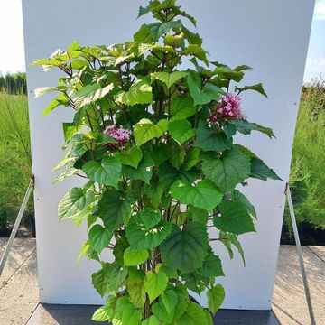 Clerodendrum bungei