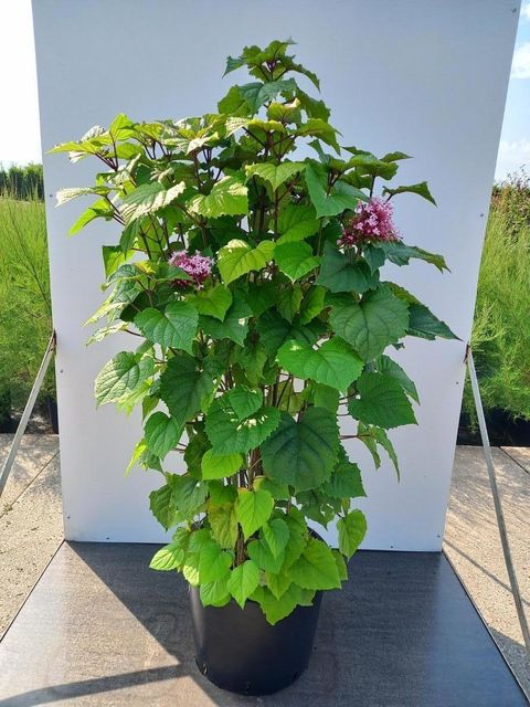 Clerodendrum bungei