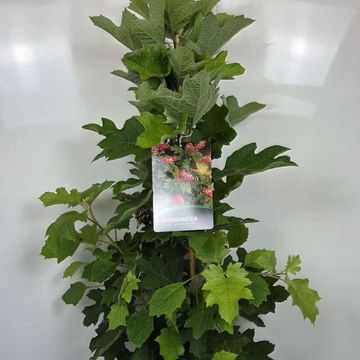 Hydrangea quercifolia 'Ruby Slippers'