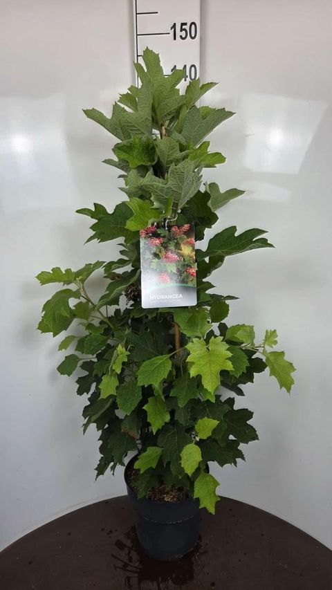 Hydrangea quercifolia 'Ruby Slippers'