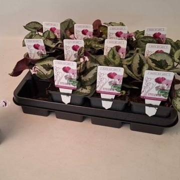 Cyclamen coum 'Marbled Leaf White'