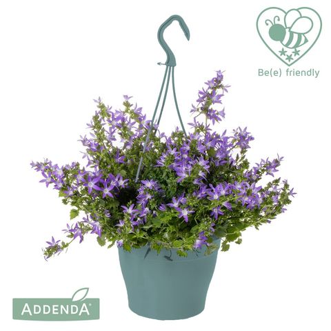 Campanula poscharskyana ADANSA BLUE