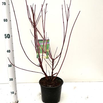 Cornus alba 'Elegantissima'