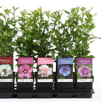 Hibiscus syriacus MIX
