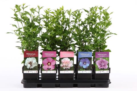 Hibiscus syriacus MIX