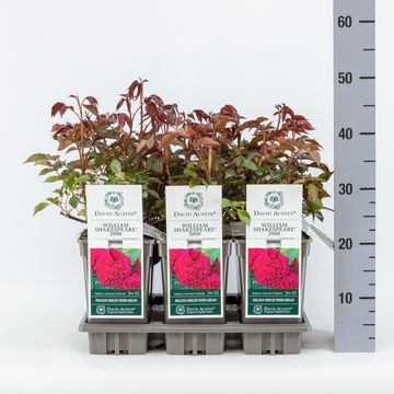 Rosa WILLIAM SHAKESPEARE 2000