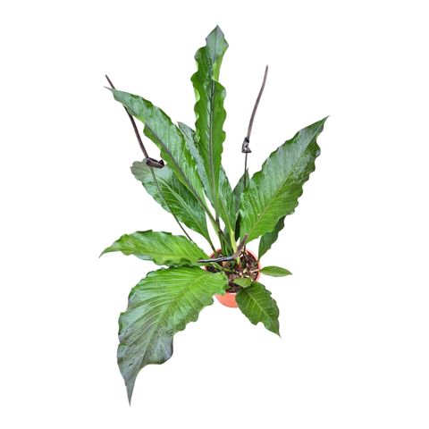 Anthurium hookeri BLACK