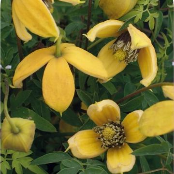 Clematis 'Orange Peel' (Ta)