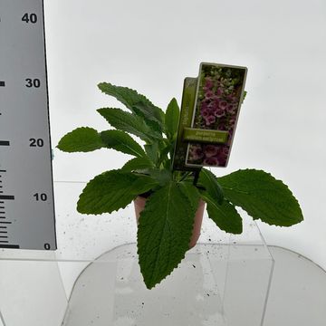 Digitalis purpurea 'William Early Rose'