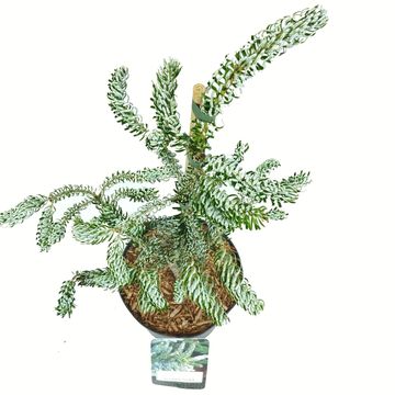 Abies koreana 'Silberlocke'