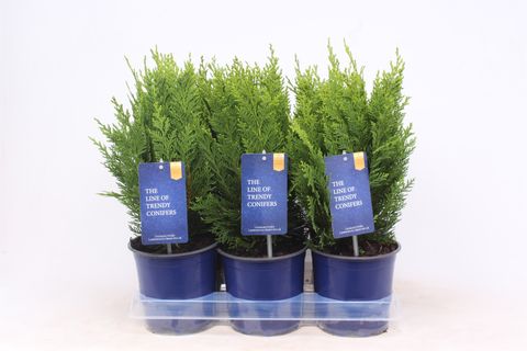 Chamaecyparis lawsoniana 'Green Pillar'