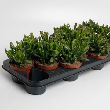 Crassula ovata 'Horntree'