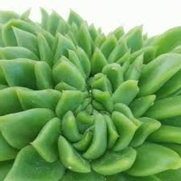 Echeveria agavoides cristata