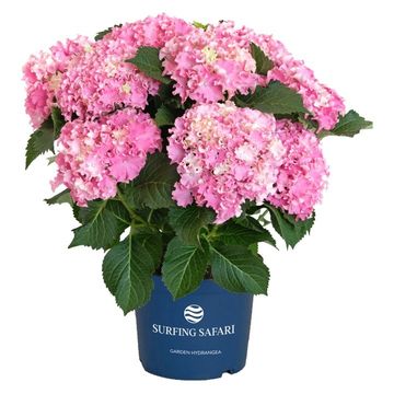 Hydrangea macrophylla SURFING SAFARI SEASIDE PINK