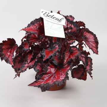 Begonia BELEAF INCA NIGHT