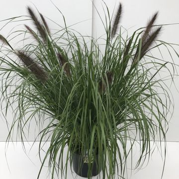 Pennisetum alopecuroides viridescens