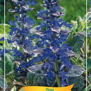 Ajuga reptans 'Burgundy Glow'