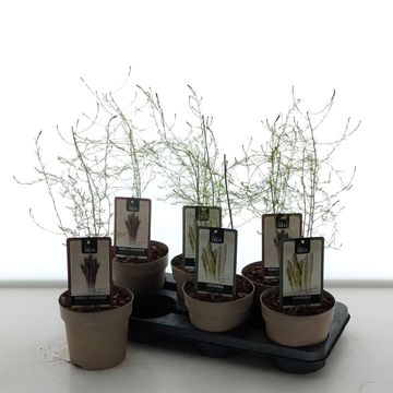 Asparagus officinalis 'Erasmus'
